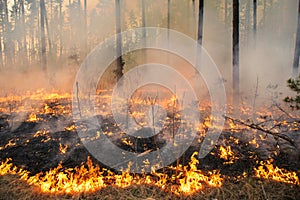 Bosque en pino convertirse 