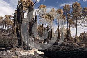 Forest fire, Pinus pinaster, Guadalajara, after the fire