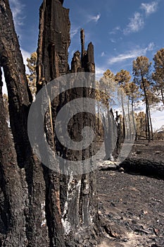 Forest fire, Pinus pinaster, Guadalajara, after the fire