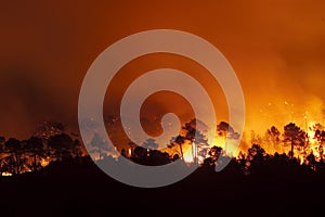 Forest fire, Pinus pinaster, Spain