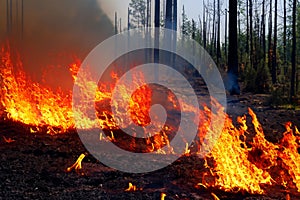 Forest fire. Forest fire in progress. Wildfire. Large flames of forest fire. Incendio forestal. Canada photo