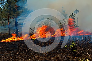 Forest fire. Forest fire in progress. Wildfire. Large flames of forest fire. Incendio forestal. Canada photo