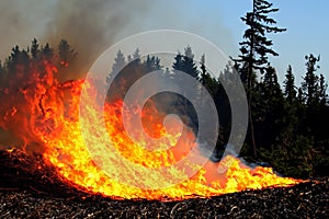 Forest fire. Forest fire in progress. Wildfire. Large flames of forest fire. Incendio forestal. Canada photo