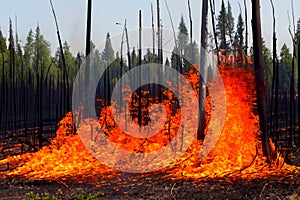 Forest fire. Forest fire in progress. Wildfire. Large flames of forest fire. Incendio forestal. Canada photo