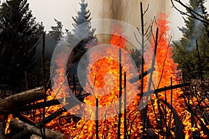Forest fire. Forest fire in progress. Wildfire. Large flames of forest fire. Incendio forestal photo
