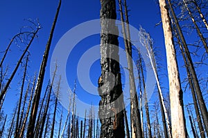 Forest fire remains