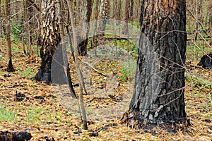 Scorched trees, burned tree trunks, forest fire