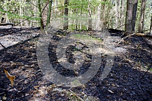 Scorched trees, burned tree trunks, forest fire