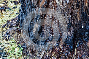 Scorched trees, burned tree trunks, forest fire