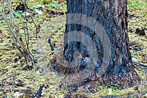 Scorched trees, burned tree trunks, forest fire