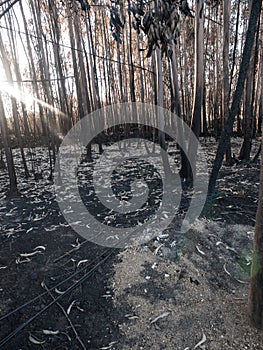 Forest after Fire with side ray of light