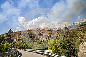 Forest fire with smoke development due to severe drought