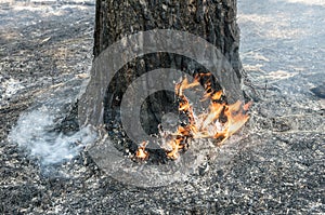 Forest fire in the summer