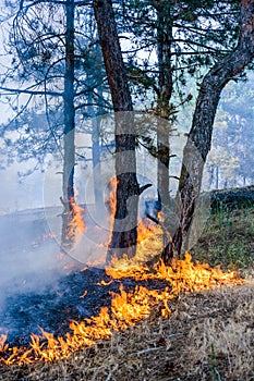 Forest fire on sunset background. Whole area covered by flame and smoke.