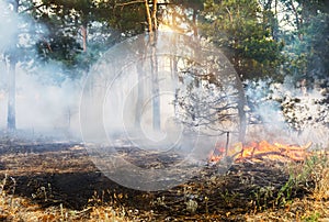 Forest fire on sunset