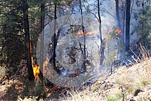 Forest fire in tall conifers