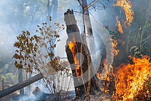 Trees that are severely damaged by fire