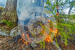 Forest fire. Burning larch