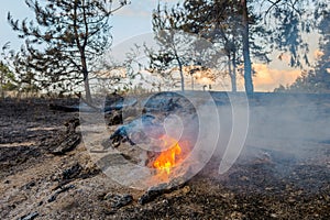 Forest fire. Using firebreak for stoping wildfire.