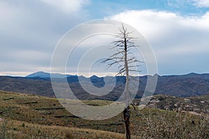 Forest fire victim tree with mountains