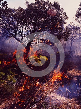 Australia: Forest-Fire in West-Australiae to the global climate change
