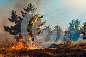 Forest Fire, Wildfire burning tree in red and orange color