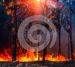 Forest Fire, Wildfire burning tree in red and orange color