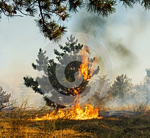 Forest Fire, Wildfire burning tree in red and orange color.