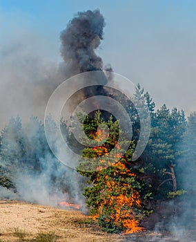 Forest Fire, Wildfire burning tree in red and orange color