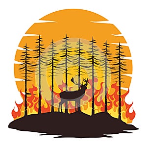 forest fires and animals