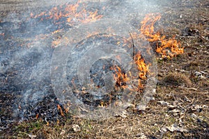 Forest fires photo