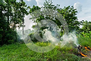 Forest fires,Grass fire,Forest fires and wind dry completely destroy the forest and steppe during a severe drought.