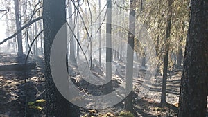 Forest fires are nature`s suffering