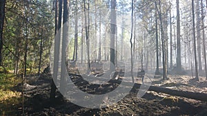 Forest fires are nature`s suffering