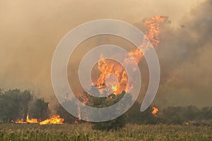 Forest fires in the prefecture of Evros in northern Greece in the biggest fire ever in Europe