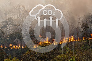 Forest fires release carbon dioxide and other greenhouse gasses, Carbon emissions come from