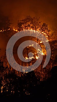 Forest fires release carbon dioxide and other greenhouse gasses, Carbon emissions come from