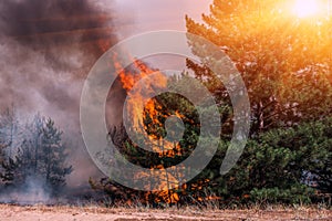 Forest fire. Burned trees after forest fires and lots of smoke.