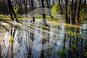 Forest with flooded meadow