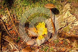 Forest floor in autumn, close-up of coarse woody debris