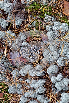 Forest floor in the autumn forest