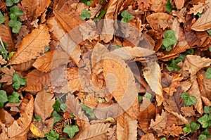 Forest floor of brown dead leaves