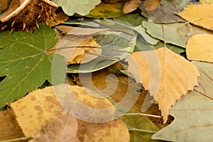 Flat Dried Leaves or Forest Floor in Camouflage Colors