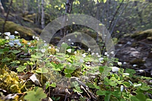 Forest floor with common wood sorrell Oxalis acetosella photo