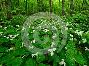 Forest floor covered with blooming wild trillium