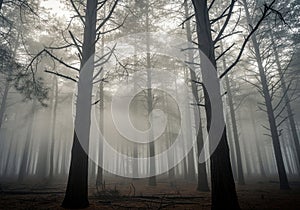 The forest floor is covered with fallen needles and branches