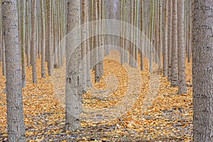 Forest floor covered with leves with fall colors