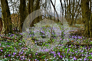 Forest floor covered in purple spring crocus (Crocus vernus)