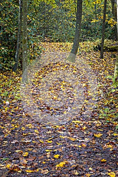 Forest floor covered with wet orange, red and yellow leaves in fall