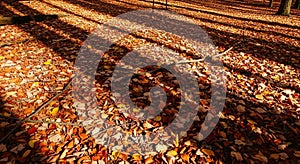 A forest floor densely covered with